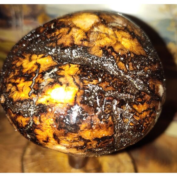 Handcrafted Mushroom/Tree Art Made from Small Live Oak Burl - Unique and Rustic - Picture 2 of 11